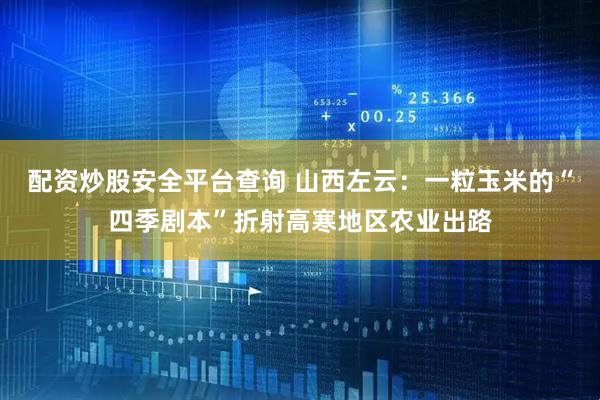 配资炒股安全平台查询 山西左云：一粒玉米的“四季剧本”折射高寒地区农业出路